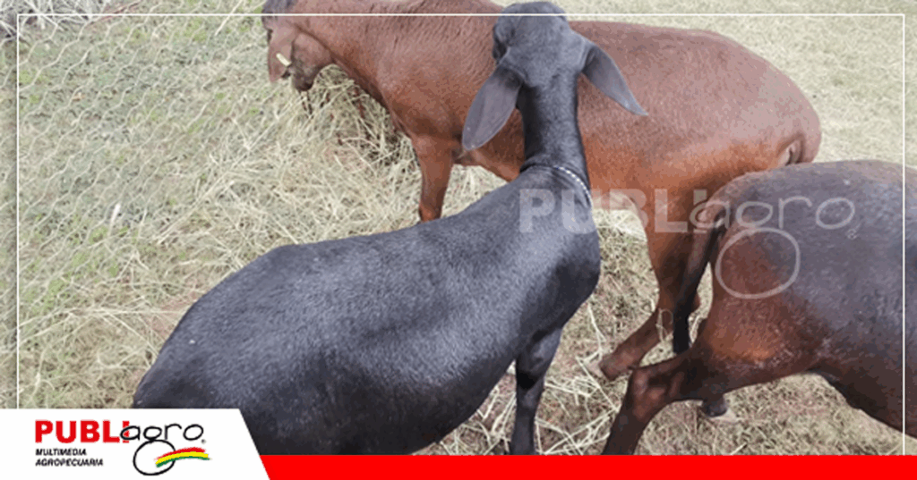 13 Hacienda MH incursiona con la raza Dorper/ Foto: Publiagro