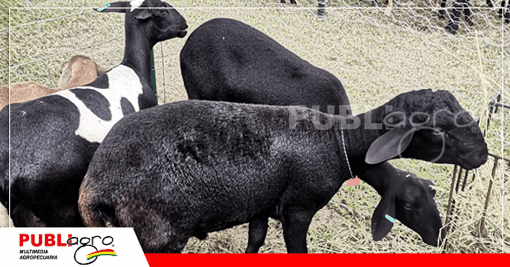 Ejemplares Santa Inés/ Foto: Publiagro