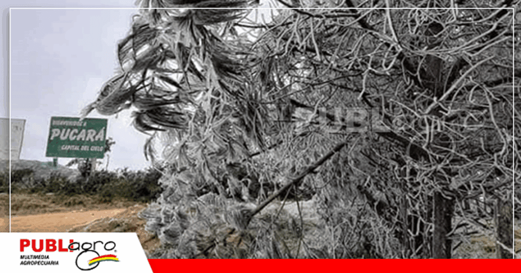 Foto: Noticias Villa Montes