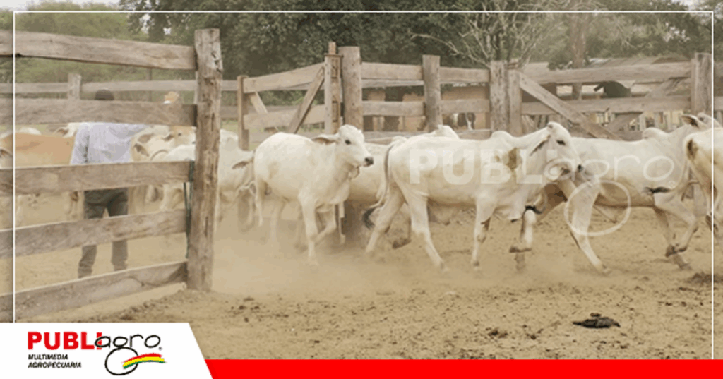 Este lote de toritos fue vendido en un remate/ Foto: Publiagro