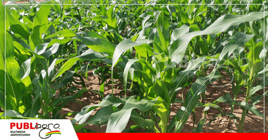 16 Foto: Publiagro