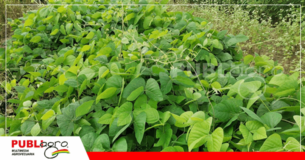 Mucuna Gris/ Foto: Publiagro