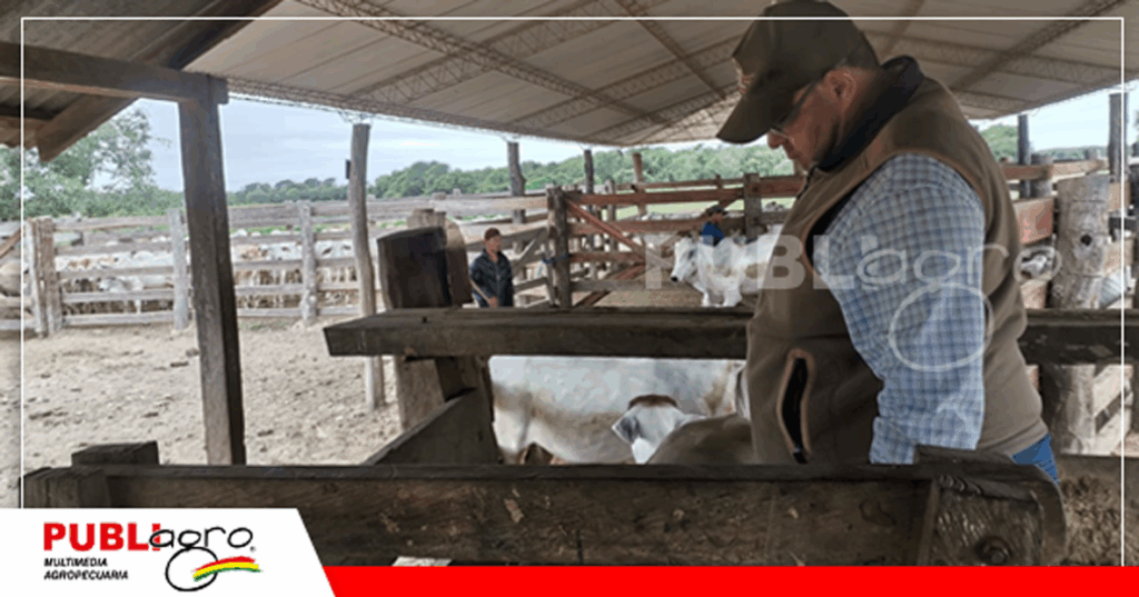 Sector de pesaje en la propiedad Don Rodrigo Nogales/Foto: Publiagro