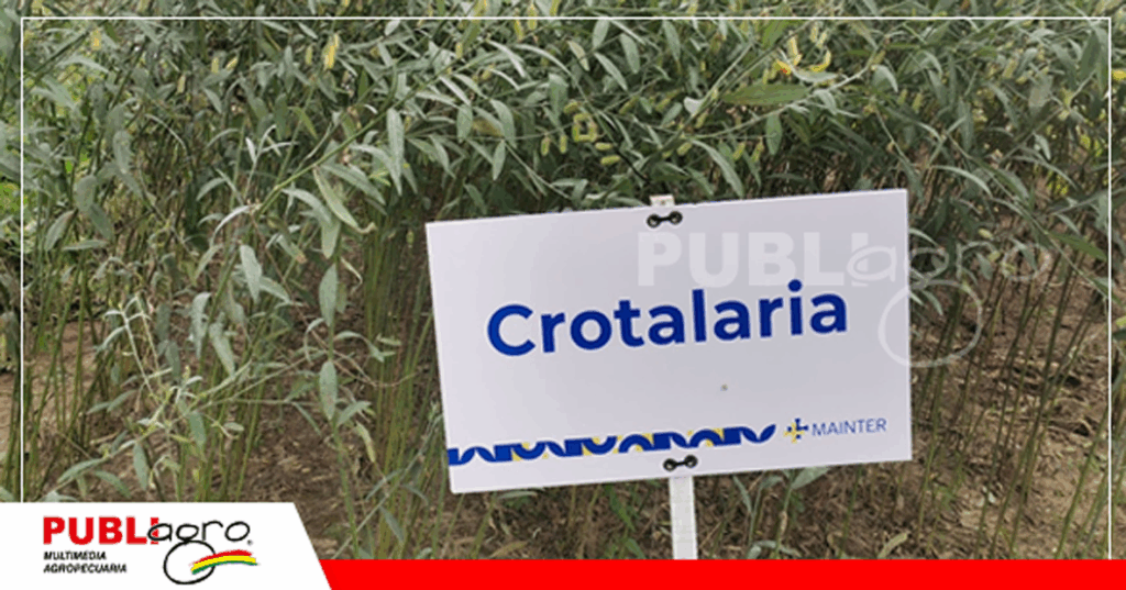 Crotalaria, buena reemplazante de la Urea/ Foto: Publiagro