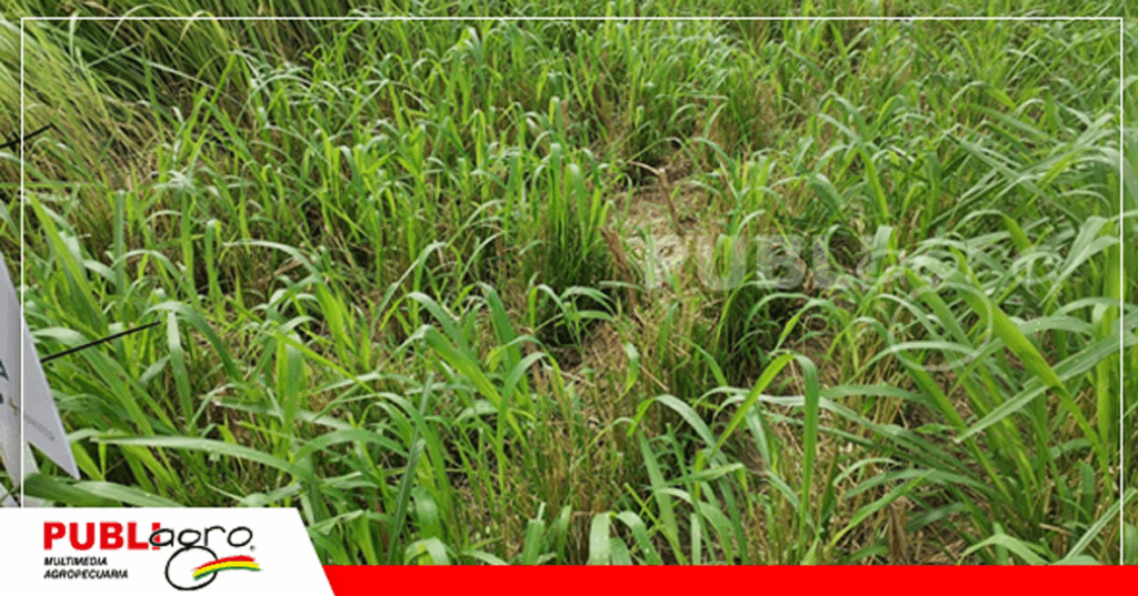 Brachiaria + Maíz/ Foto: Publiagro