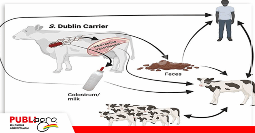 Foto: Frontiers in Veterinary Science