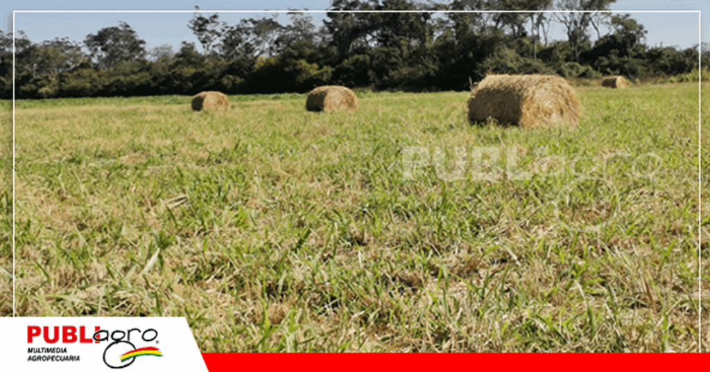 Foto: Publiagro