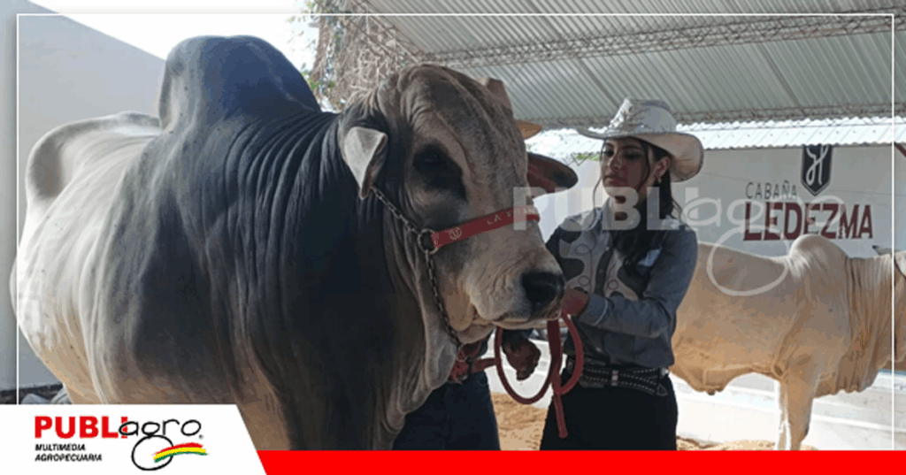 Ejemplar de la cabaña La Francisca/ Foto: Publiagro