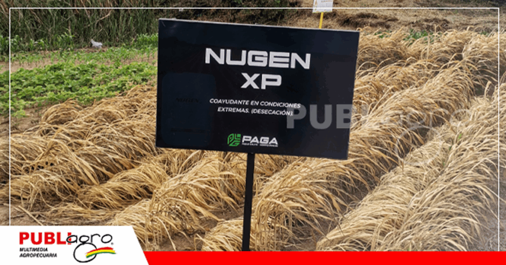 45 NUGEN XP incrementa la penetracion gracias a su baja tensión superficial y aumenta la actividad biológica de los insecticidas y fungicidas / Foto: Publiagro