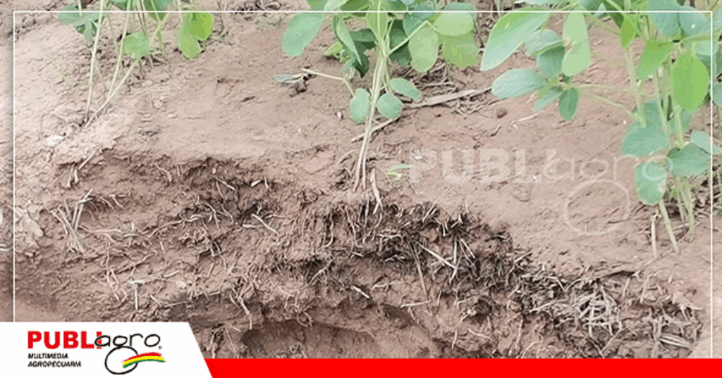 47 Las calicatas donde se mostraban los resultados de los productos / Foto: Publiagro