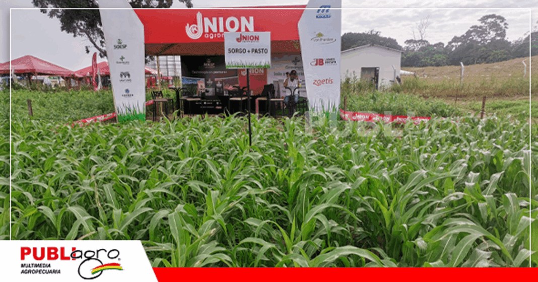 Las pasturas y sus mezclas fueron expuestas en las parcelas demostrativas / Foto: Publiagro