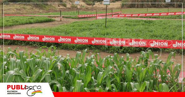 50 Las diferentes variedades de pasto y su manejo en las parcelas / Foto: Publiagro