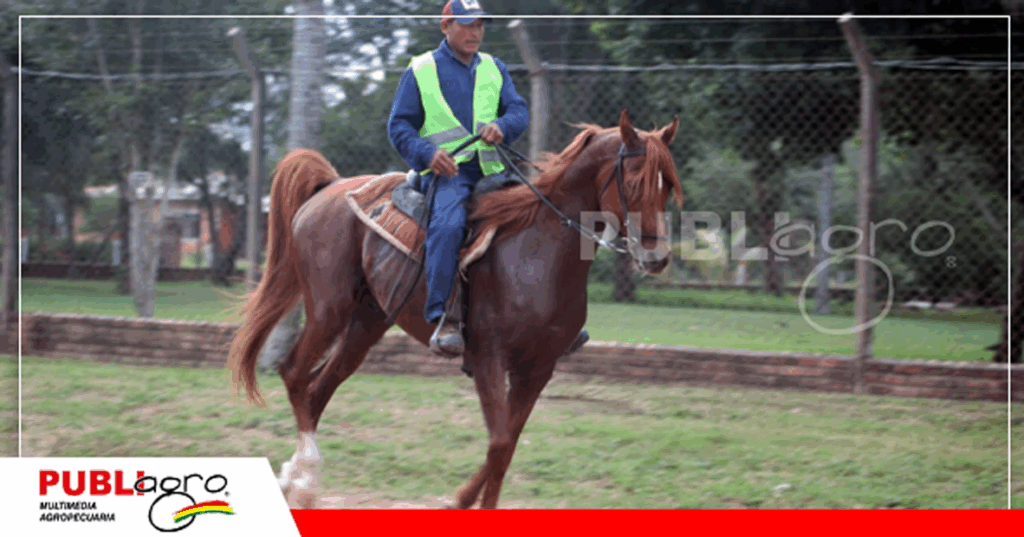 Los animales mostrarán otra faceta de rendimiento / Foto: ACCA