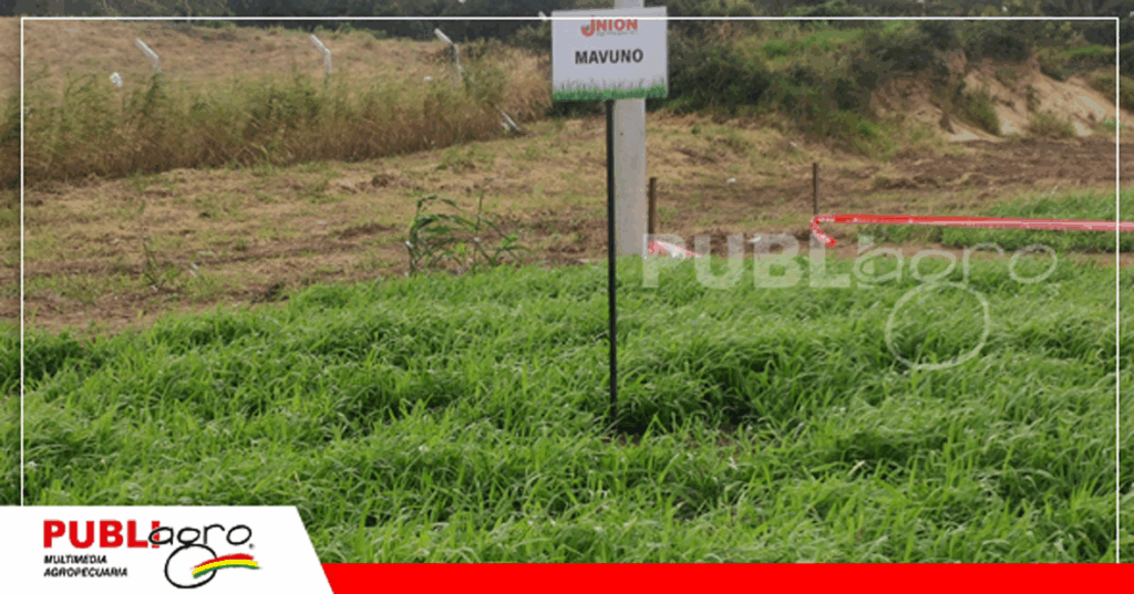 Una de las atracciones fue el híbrido Mavuno / Foto: Publiagro