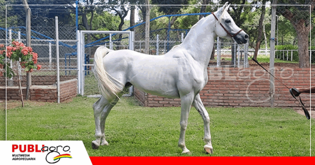 La belleza racial de los caballos árabes / Foto: Publiagro