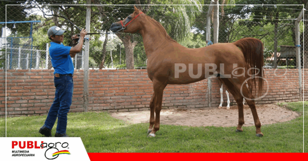Todas las razas participarán de esta competencia, especialmente la raza Árabe / Foto: Publiagro