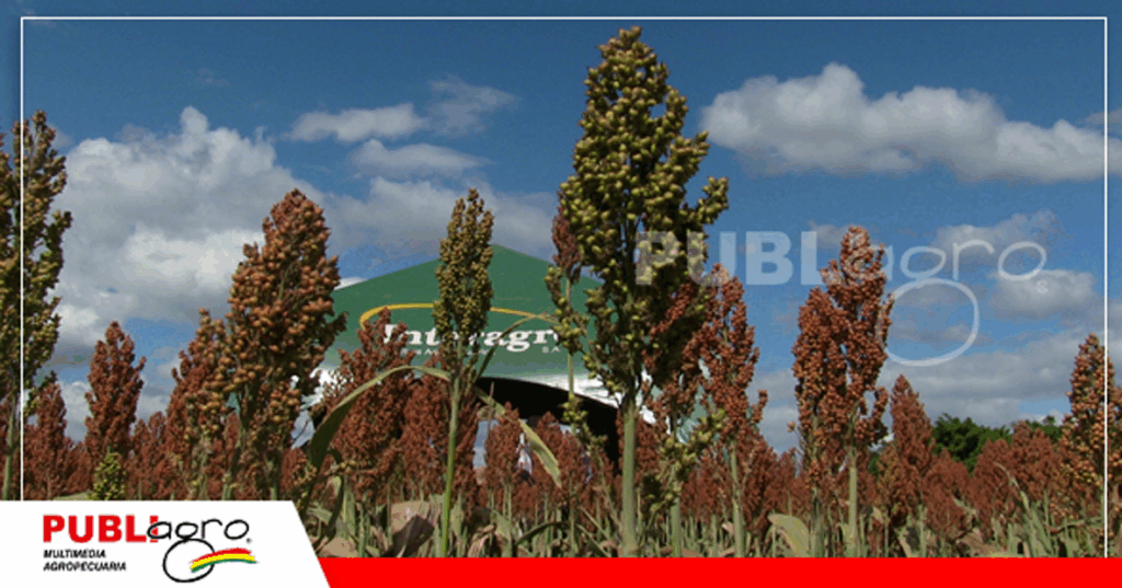 Parcelas de Interagro de la Colonia Manitoba/ Foto: Publiagro