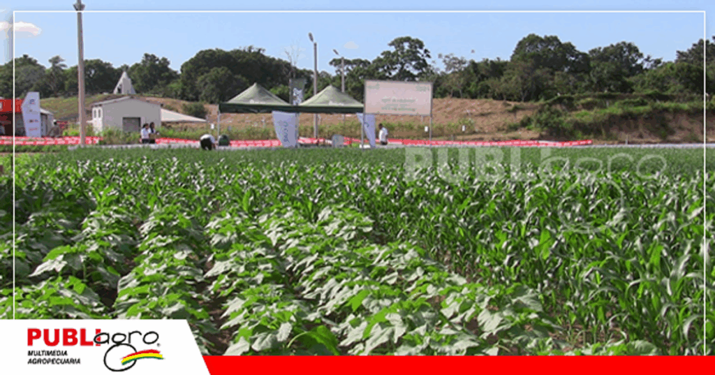 6 Foto: Publiagro