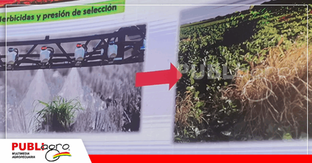 8 Foto: Publiagro