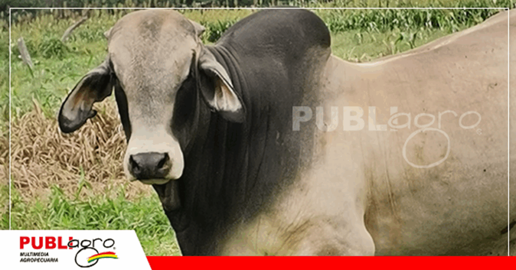 Este es uno de los toros que participará de la feria de Villamontes/ Foto: Publiagro