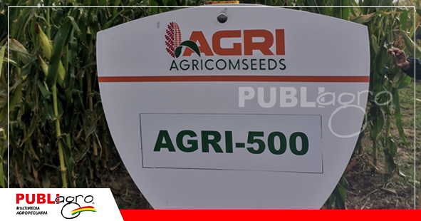 Nuevo maíz con alta resistencia a la cigarrita/ Foto: Publiagro