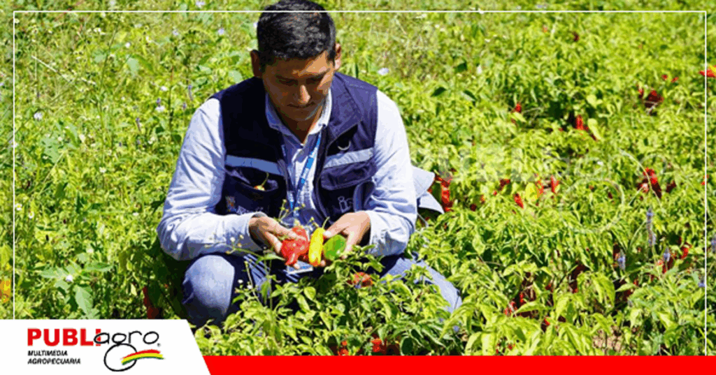 Los productores de aji en Chuquisaca también sufren perdidas / Foto: INSA