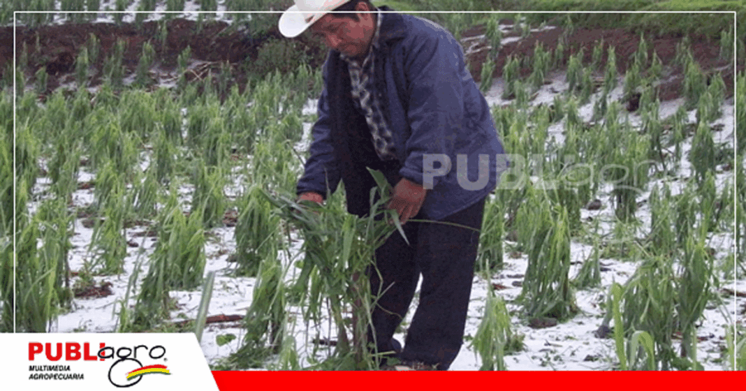 Los pequeños productores son los que mas sufren de las heladas / Foto: INSA
