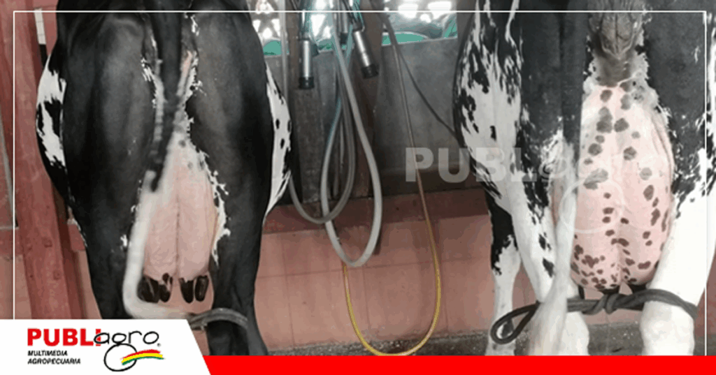 El Bato cuenta las dos campeonas lecheras de Bolivia/ Foto: Publiagro