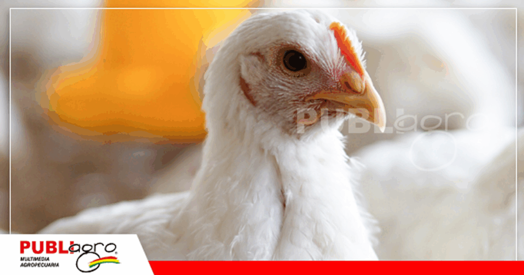 La producción de pollos en Bolivia / Foto: ANA
