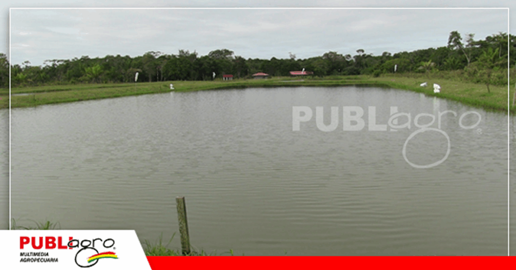 Pozas piscícolas de Don Wilder en Yapacaní/ Foto: Publiagro