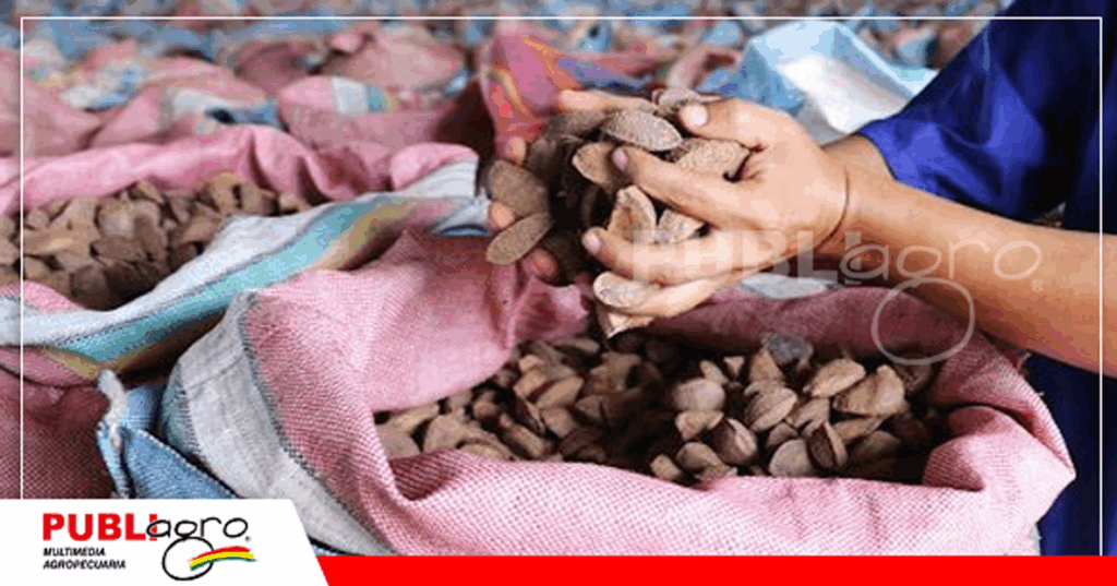 La castaña toma protagonismo dentro de las exportaciones / Foto: Publiagro