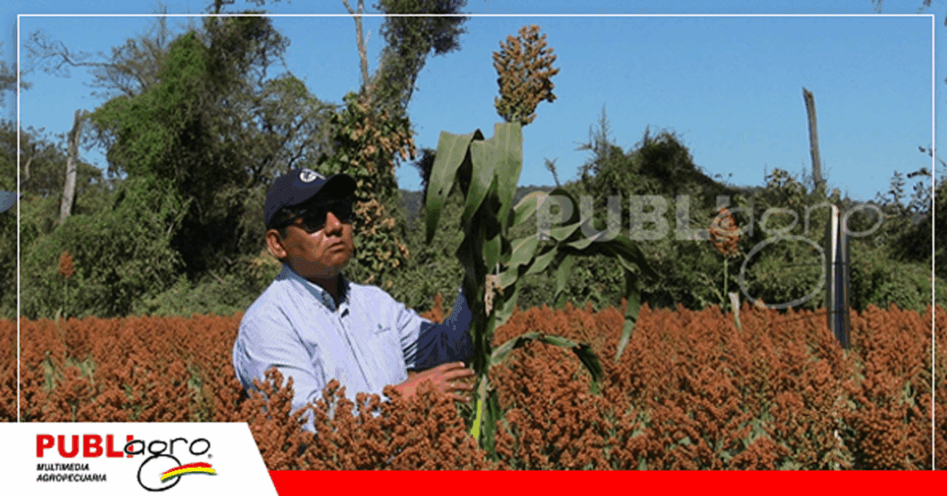 Híbrido sembrado en Hohenau II/ Foto: Publiagro