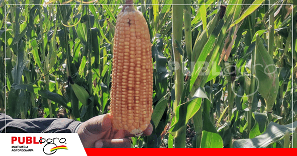 Se hicieron demostraciones en parcelas para ver el potencial/ Foto: Publiagro