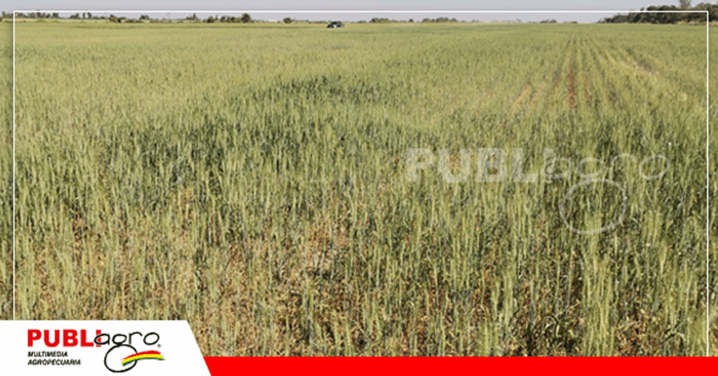 Cultivos de trigo/ Foto: Publiagro