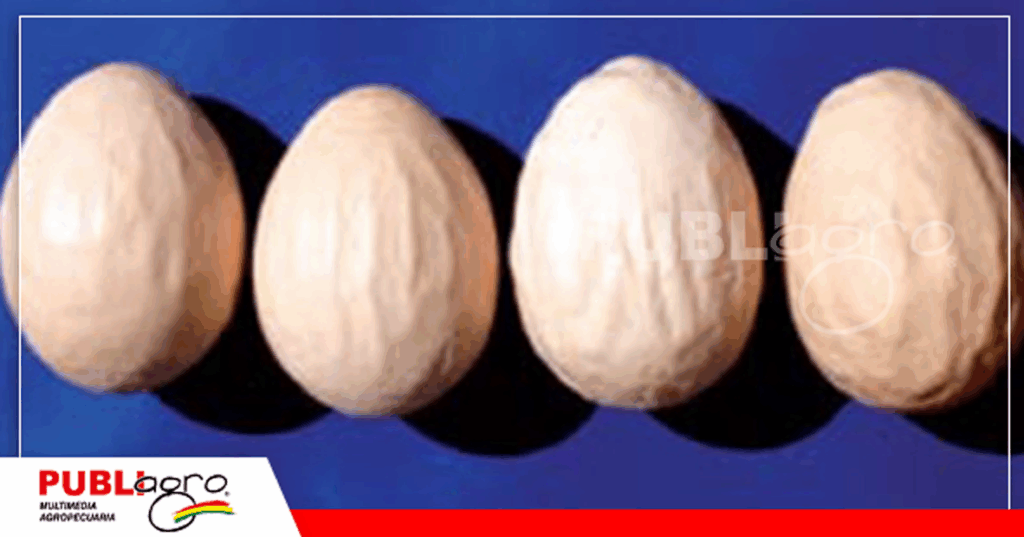 Otro síntoma de BIA es problemas en las cáscaras de los huevos/ Foto: Internet