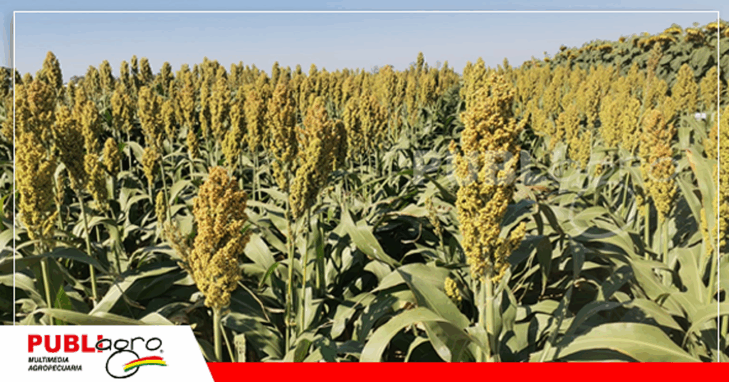 Sorgo en parcelas demostrativas/ Foto: Publiagro