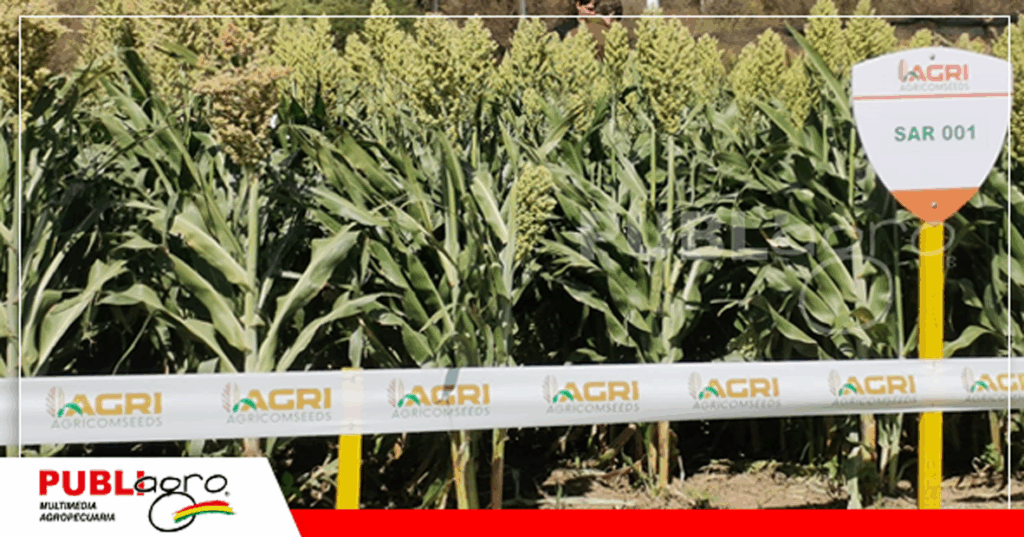 El sorgo con alto rendimiento y potencial radicular/ Foto: Publiagro