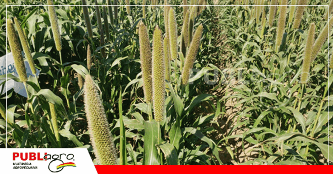 Demostraciones del cultivo de trigo en parcelas/ Foto: Publiagro