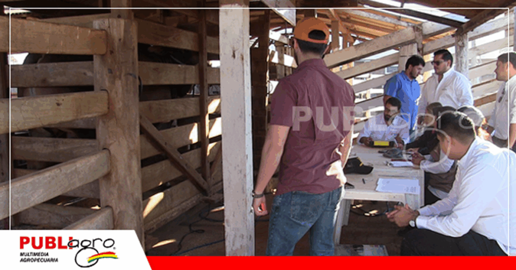 Pesaje con tecnología Tru-Test/ Foto: Publiagro