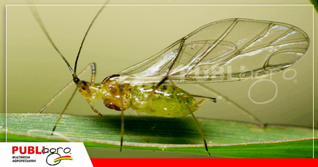 Pulgón Alado/ Foto: internet