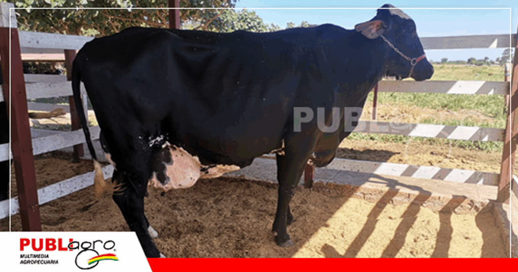 Animales preparado para pistas y concursos lecheros/ Foto: Publiagro