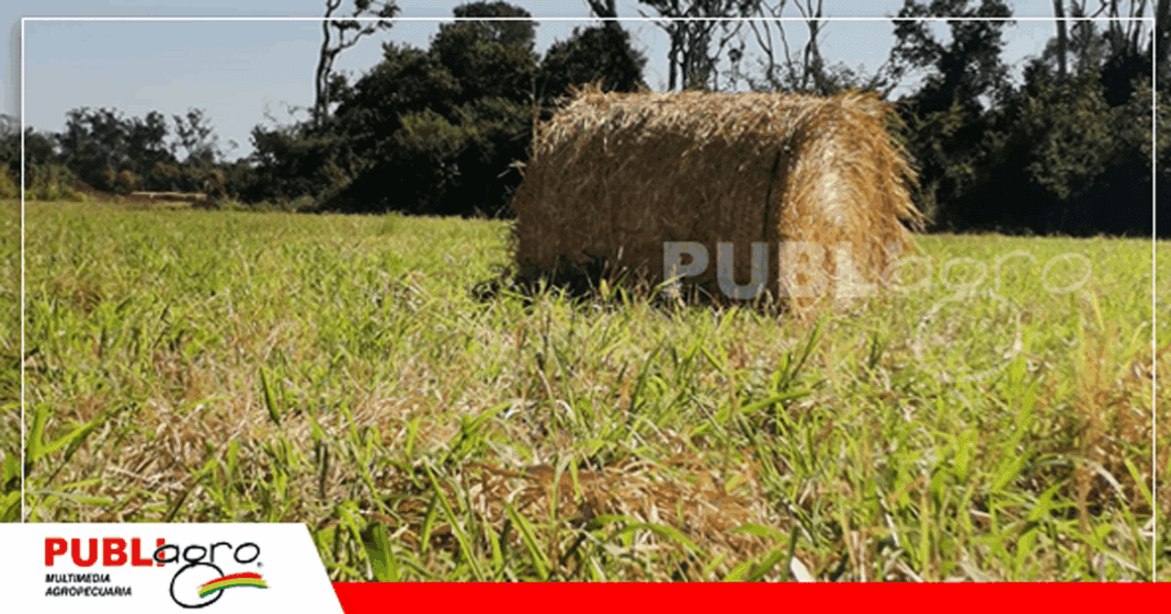 Foto: Publiagro