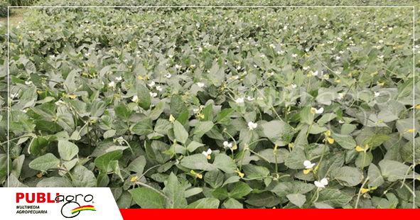 Cultivos de Bignas, otro cultivo que aportará a la alimentación del país/ Foto: Publiagro