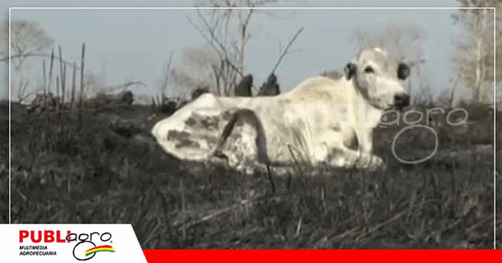 Los incendios del año pasado son uno de los puntos de su nueva gestión / Foto: Publiagro