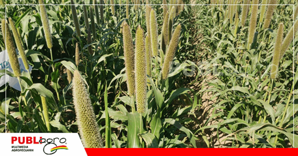 El cultivo del Mijo fue la novedad y una alternativa de alimento para monogastricos/ Foto: Publiagro