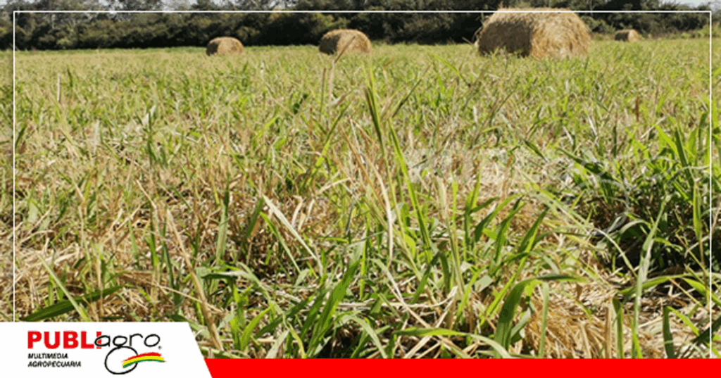 Pasturas para rollo/ Foto: Publiagro