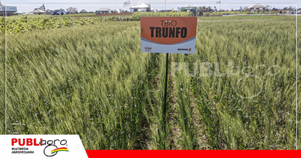 Foto: Publiagro