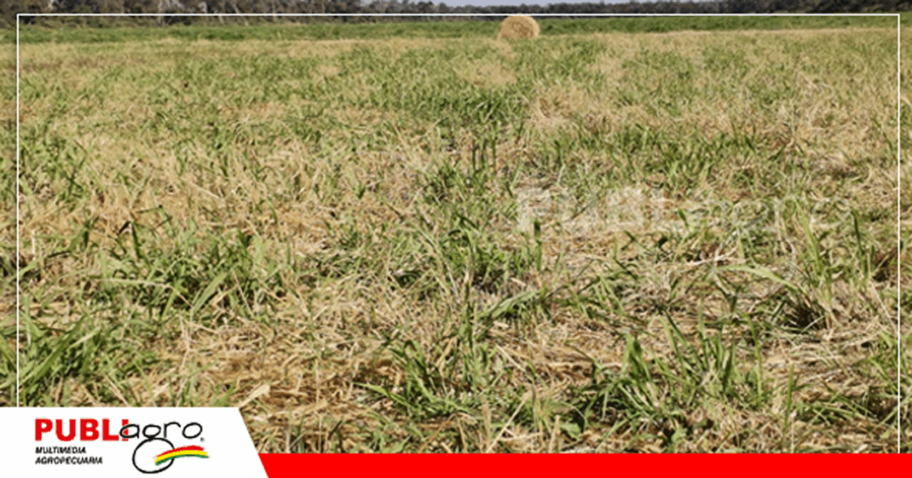 Áreas que eran agrícolas y pasaron a pasturas/ Foto: Publiagro