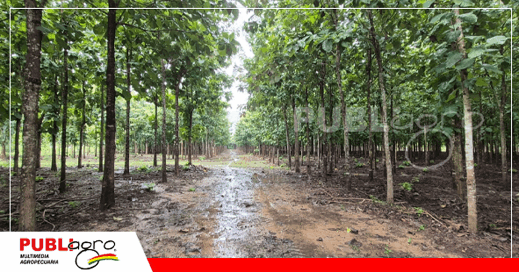 El sector forestal puede aportar al PIB Nacional / Foto: Internet