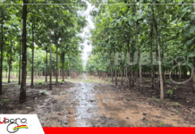 Sector forestal: de potencial desaprovechado a motor de desarrollo sostenible en Bolivia El sector forestal puede aportar al PIB Nacional / Foto: Internet